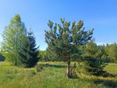 30 arų namų valdos sklypas, bendras 2,51 ha ploto - nuotraukos Nr. 26