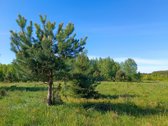 30 arų namų valdos sklypas, bendras 2,51 ha ploto - nuotraukos Nr. 6