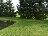 Parduodama sodybą vienkiemis netoli Luobos - nuotraukos Nr. 10