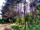 Parduodamas išskirtinis sklypas šalia Nemuno. - nuotraukos Nr. 7