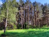 Parduodamas išskirtinis sklypas šalia Nemuno. - nuotraukos Nr. 10
