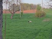 Nuomojamas vienkiemis su 1ha žemės su sodu, - nuotraukos Nr. 5