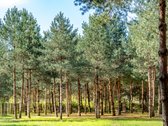 Gyvenimas Pušyne – Privati 2,6 Ha Rezidencija - nuotraukos Nr. 13