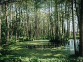Siūlome ilgalaikei nuomai jaukius ir - nuotraukos Nr. 11
