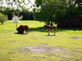 Parduodama unikali net 73 arų sodyba, - nuotraukos Nr. 14