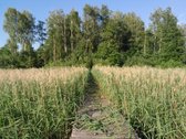 Nedidelė jauki sodybėlė tikram poilsiui - nuotraukos Nr. 19