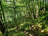 ? Parduodamas Išskirtinis Sklypas Prie Upės – - nuotraukos Nr. 12