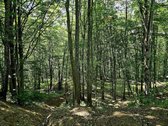 ? Parduodamas Išskirtinis Sklypas Prie Upės – - nuotraukos Nr. 14