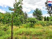 Parduodamas puikios lokacijos 10,65 a sklypas - nuotraukos Nr. 16