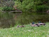 Tokių variantų rinkoje beveik nepasitaiko!  - nuotraukos Nr. 32