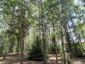 Nedidelė jauki sodybėlė tikram poilsiui - nuotraukos Nr. 25