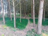 Parduodama sodyba ant Šušvės kranto, 6 km nuo - nuotraukos Nr. 11