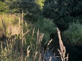 574a sklypas su mišku ir Lazduonos upės - nuotraukos Nr. 2