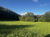 574a sklypas su mišku ir Lazduonos upės - nuotraukos Nr. 3