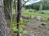 1,56ha kraštinis sklypas(1/3 miškas)unikalus - nuotraukos Nr. 2