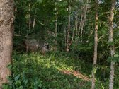 Yra galimybe issipirkti valstybine žeme. - nuotraukos Nr. 2