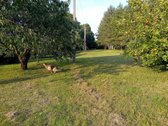 Parduodama sodyba ant Šušvės kranto, 6 km nuo - nuotraukos Nr. 14