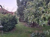 Parduodamas Rojaus kampelis Draugystės soduose. - nuotraukos Nr. 20