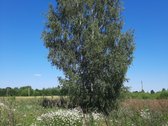 Parduodami Namų Valdos Sklypai, Šalia Miesto! - nuotraukos Nr. 5
