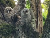 Parduodami sklypai. Ieškantiems geriausio ! - nuotraukos Nr. 20
