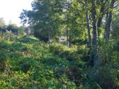 4 km nuo Rusnes mietelio. Prie sklypo prieina - nuotraukos Nr. 11
