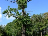Parduodamas Erdvus gyvenamasis namas su 2 - nuotraukos Nr. 31