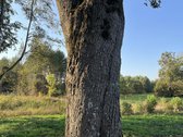 Sklypas randasi miškų apsuptame Braziūkų - nuotraukos Nr. 9