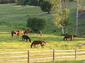 Sodybai kūrti, parduodami išskirtiniai 10 ha - nuotraukos Nr. 3
