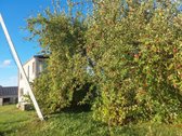 Parduodamas namas Paobelio kaime, Lauko g.34, - nuotraukos Nr. 13