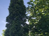 Parduodama namų valda gražioje išskirtinėje - nuotraukos Nr. 14