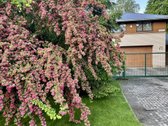 Geros architektūros namas šalia ąžuolyno! - nuotraukos Nr. 10