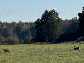 Parduodamas 9,3900 ha žemės ūkio paskirties - nuotraukos Nr. 6