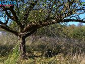 Parduodamas geras namas Kudirkos Naumiestyje - nuotraukos Nr. 11