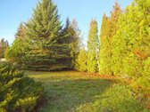 Parduodamas erdvus 15a sklypas Šarkaičių g. - nuotraukos Nr. 5