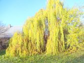 Parduodamas erdvus 15a sklypas Šarkaičių g. - nuotraukos Nr. 10