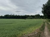 Parduodamas Didelis Sklypas Miško Apsuptyje - nuotraukos Nr. 4