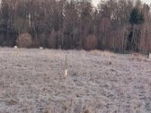 Parduodami 3 žemės sklypai (namų valdos - nuotraukos Nr. 5