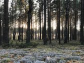 Parduodamas miškas 17,46 ha. Žemės sklypo