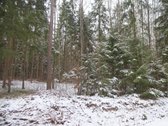 Parduodamas 2,66ha žemės ūkio paskirties - nuotraukos Nr. 26