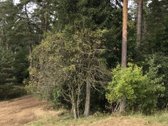 Parduodamas namų valdos 16,38 arų sklypas - nuotraukos Nr. 8