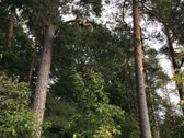 Parduodamas namų valdos 16,38 arų sklypas - nuotraukos Nr. 9