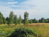 Parduodami 2 sklypai namų valdos, vienas 19