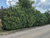 Lazdijų rajone, Jukneliškės kaime, šalia - nuotraukos Nr. 7