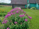 Parduodamas medinis namas su daug pastatų - nuotraukos Nr. 5