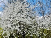 Parduodamas Namas (Sklypo plotas 659m2) - nuotraukos Nr. 14