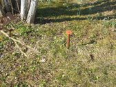 Parduodamas žemės sklypas su namu + pusrūsiu - nuotraukos Nr. 16