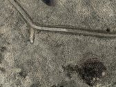 Parduodamos Dvi Sodybos 6 Ha Žemės Sklypuose - nuotraukos Nr. 32