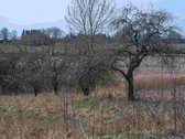Parduodama sodyba ramioje vietovėje – - nuotraukos Nr. 9