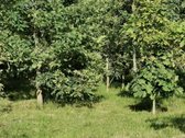 Sodyba trijų kambarių. Yra šulinys iš kurio - nuotraukos Nr. 13