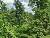 Sodyba trijų kambarių. Yra šulinys iš kurio - nuotraukos Nr. 14